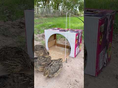 Amazing Quick Creative Quail Trap Using Cardboard Box #shorts thumbnail