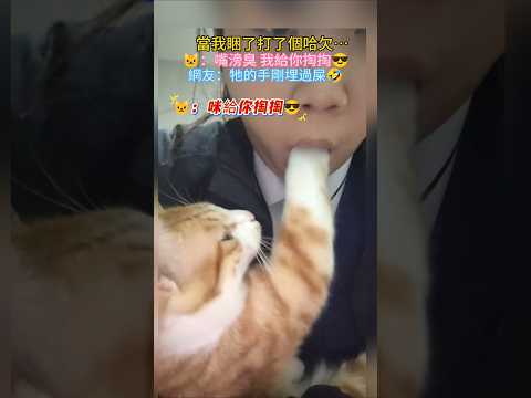 當人不小心打了個哈欠🥱…🐱：啊❓嘴滂臭💢我幫你掏掏😊 網友：有點🤢 可能埋了屎🤣 #cat #cute  #funny #shorts #funnyshorts thumbnail