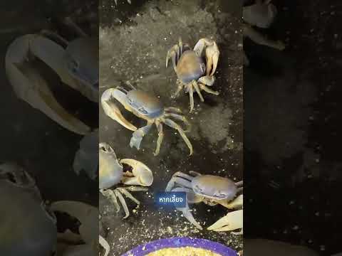 ไอเดียการเลี้ยงปูแบบขังเดี่ยว 🦀 มีเหตุผลที่ซ่อนอยู่ #shorts thumbnail