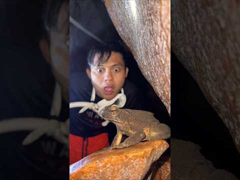 MANG UNI BERTEMU KATAK JIRAYA GURU NARUTO thumbnail