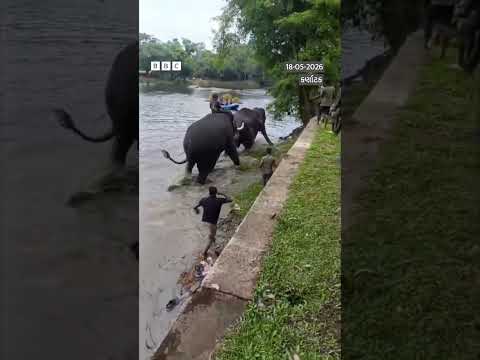 Elephant Fight : નદીમાં બે હાથીઓની લડાઈ, બંને વચ્ચે ફસાતાં મહિલાનું મોત thumbnail