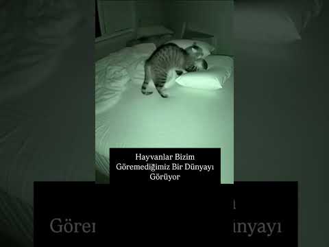 Bizim kedide gelip benim yatağa işiyor thumbnail