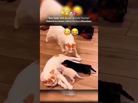 Bro Took ‘Milk Break’ A Little Too Far 😳— Walked In As A Guest, Left As The Cat’s Official Baby😂💖 thumbnail