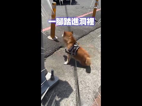 【狗在尷尬的時候也會裝忙】柴犬一腳踏進洞裡獨自尷尬　背對奴才裝沒事XD #Shorts thumbnail