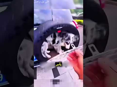 يريد يلعب مع كلبه المميز بطريقة رائعة...!#shorts #shortvideo #shortsfeed #اسلاميات thumbnail