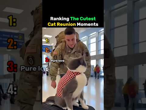Ranking The Cutest Cat Reunion Moments #cat thumbnail