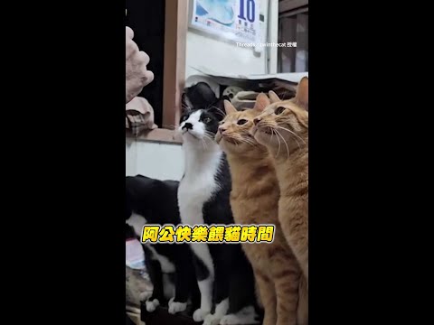 【快給偶吃】阿公迴轉肉泥餵貓孫　橘貓急到伸肉掌XDD｜#寵物雲 #shorts thumbnail