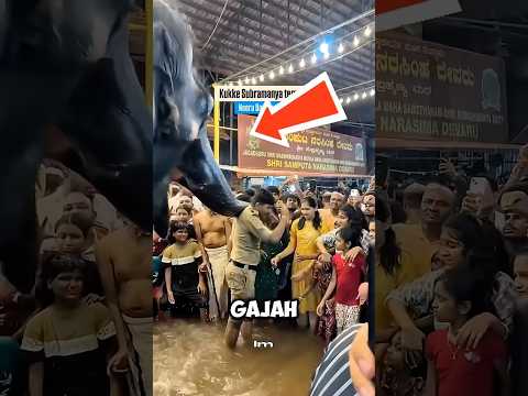Gajah Ini Ngamuk ke Polisi Karena Mengganggu Waktu Bermainnya! 🐘😱 thumbnail