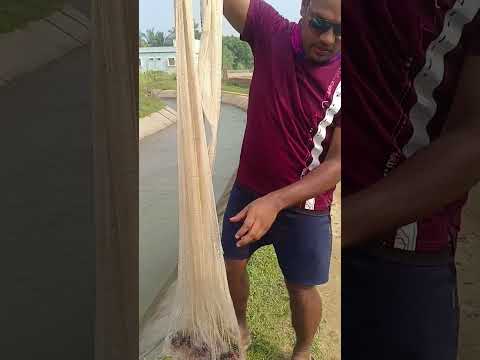 machha kilo 150 kie naba kuha ?? thumbnail