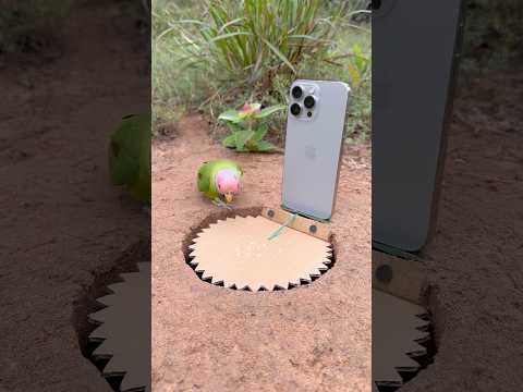 Unique Creativity Parrot Trap Using Phone #shorts thumbnail