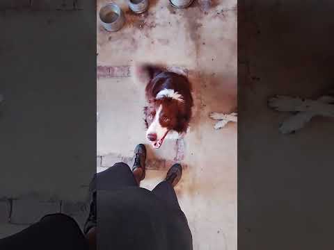 Border Collie - energia ⚡ que deve ser redirecionada #cães #caesemtreinamento #bordercollie #shorts thumbnail