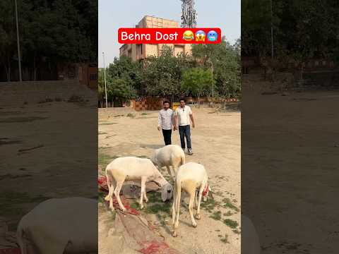बहरा दोस्त ??? #shorts #comedy #dost #trending thumbnail