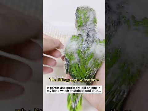 An unexpected surprise #lovestory #cute #rescueefforts #animals#birds #parrot #pets #love #funny thumbnail