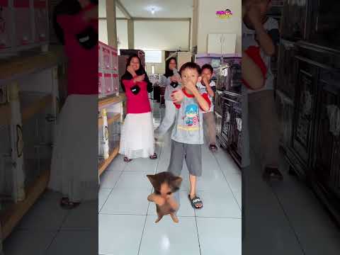 KICAU MANIA😁😅KELUARIN DRAFT GUYS‼️🙏 #funny #hiburansegar #comedy #shorts #humor thumbnail