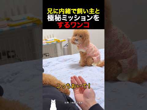 兄に内緒で飼い主と極秘ミッションをするワンコ thumbnail
