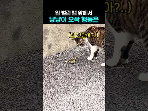 입 벌린 뱀 앞에서 냥냥이가 보여준 깡다구 thumbnail
