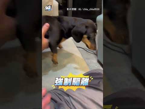 【滷豆腐掉奴才褲子上】臘腸狗聞香「埋頭狂舔」：幫你洗褲子? #shorts thumbnail