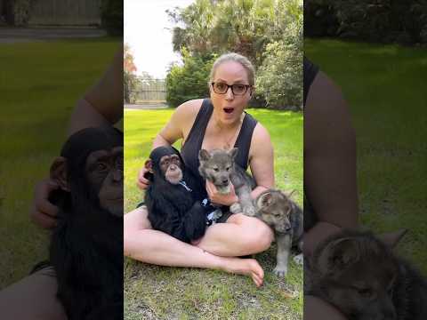 #wolf #chimp #wolves #animals thumbnail
