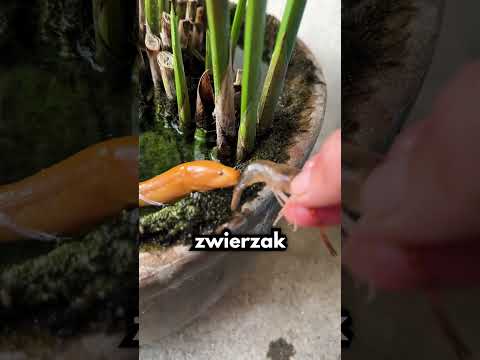 Złowił Najrzadsze Stworzenie Świata...🤯 thumbnail