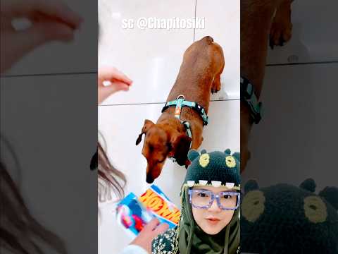 mau mobilan‼️Chapitosiki thumbnail