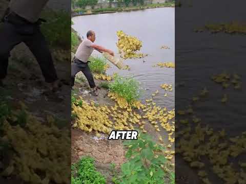 Why throw the little duckling into the water?#animals #funnyanimal #funny #cute #duck thumbnail