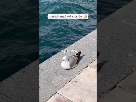 This seagull had a pretty decent loaf all things considered thumbnail