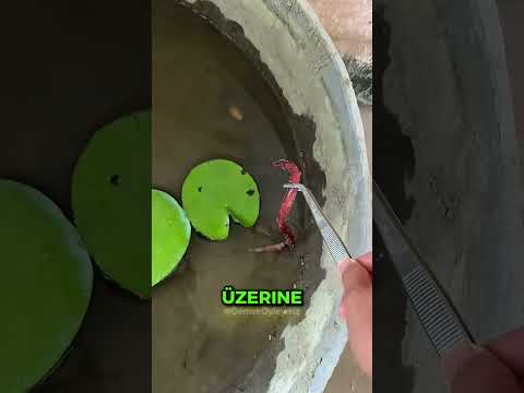 Yosunların Altında Yaşayan Gizemli Yaratık ? thumbnail