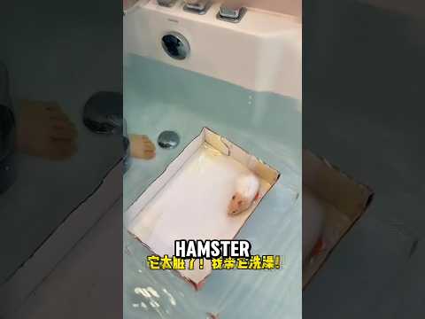 Hamster mau dimandiin ? thumbnail