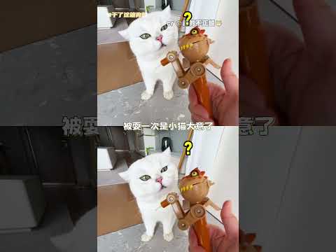 银渐层完全是邪恶哈基米来的 #银渐层  #小猫  #猫咪  #宠物  #反差 #万万没想到 #离谱 #搞笑 thumbnail