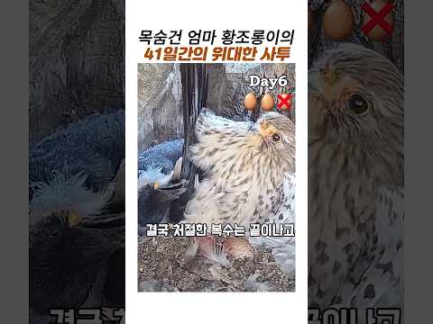 엄마황조롱이의 41일간의 사투#어미새 모성애#감동동물#황조롱이 천적#까마귀#올빼미 thumbnail