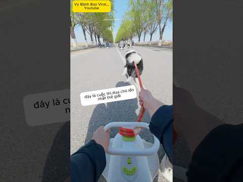 Cuộc thi đua chó chạy nhanh nhất thế giới thumbnail