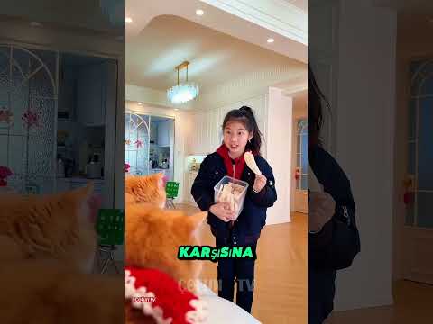 ? Güçlü Kedi Ortalığı Karıştırdı! thumbnail