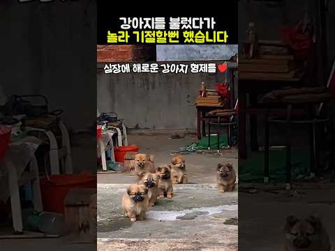 강아지들 불렀다가 놀라 기절할뻔 했습니다 #강아지 #시고르자브종 #귀여운 thumbnail