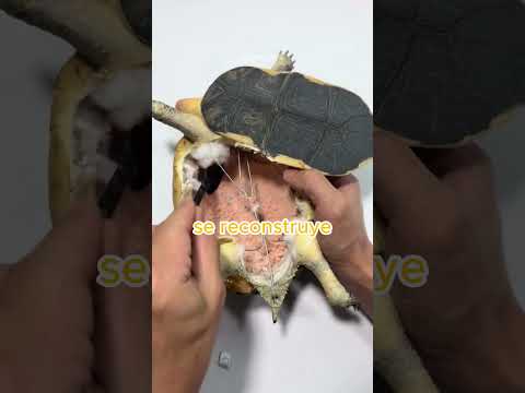 El ARTE de REVIVIR animales ? #curiosidadN314 #las1000curiosidades #datoscuriosos thumbnail