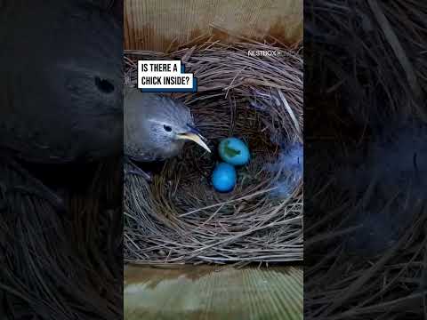 She thought her eggs were safe ?? #shorts #birds #birdwatching #wildlife #nature thumbnail
