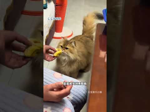 鼠鼠：好吃是好吃，就是有点yue#猫猫 #狗狗 #仓鼠 thumbnail