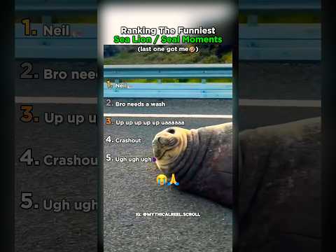 Ranking The Funniest Sea Lion / Seal Moments thumbnail