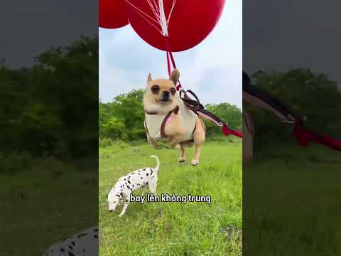 Chú chó con này cuối cùng cũng nhận được sự chú ý 🥹 thumbnail