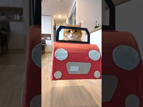 Baby Brother Flew Into the Sky!? Cat's Epic Rescue Mission🚁 thumbnail