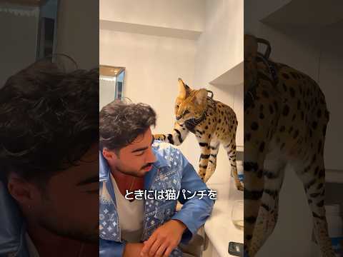 サバンナキャットの性格 thumbnail