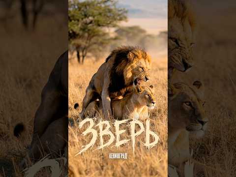 Ленинград — Зверь #премьера thumbnail