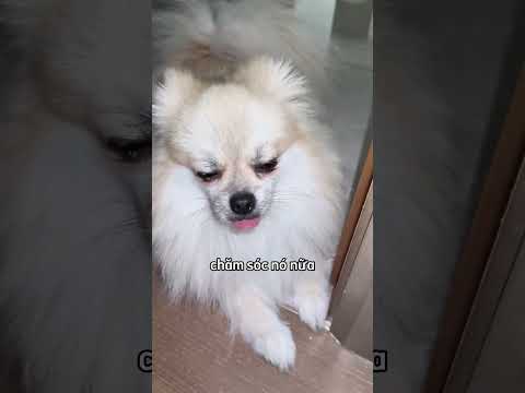 Chú chó này đã cố gắng giúp đỡ người chủ đang bị bệnh ? thumbnail