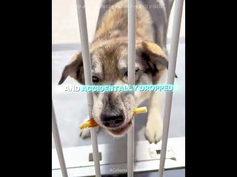 3 Dogs, 3 Different IQs! Who is the smartest?#shorts  #usa thumbnail