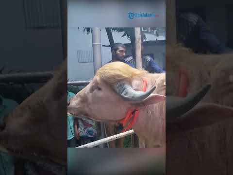 Heboh Sapi Albino Berambut Pirang Mirip Donald Trump, Warga Serbu Lokasi Demi Foto thumbnail