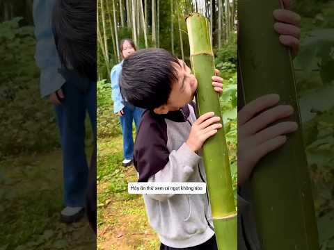 Tôi có thằng em trai rất thích ăn mía thumbnail
