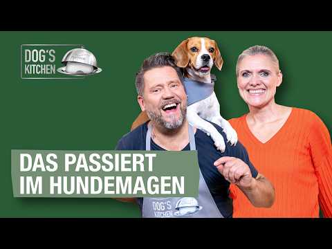 Voller Magen = Gefahr? Hundetrockenfutter im Quelltest | Folge 1 | Dog's Kitchen thumbnail