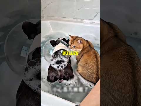 Le chien lâche un pet et le chat devient fou ? thumbnail