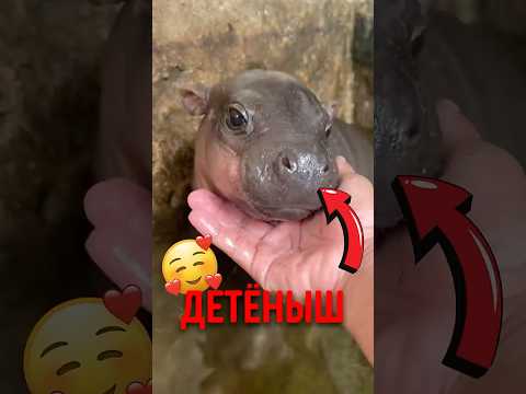 🦛 Самый капризный малыш среди бегемотов! #животные #природа #животныймир thumbnail