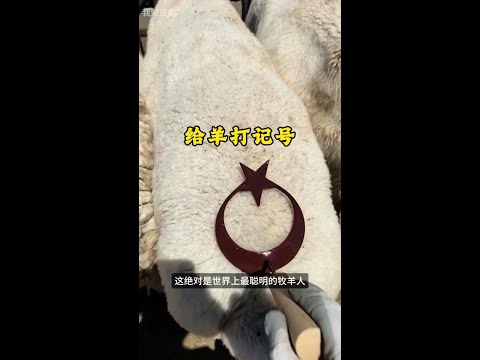 原來給羊烙印還有這麼多講究 thumbnail