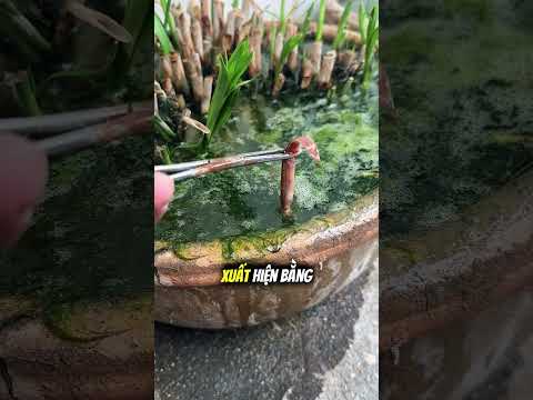Bí mật sinh vật săn mồi cực nhanh dưới chậu cây 😱 thumbnail